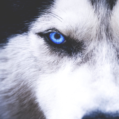 nulled.ws