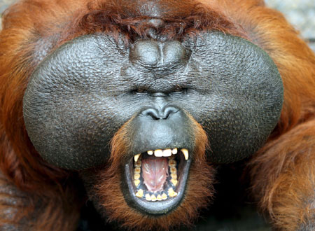 OrangUtanEPA_450x330.jpg