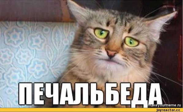 %D1%84%D0%BE%D1%82%D0%BE-%D0%BA%D0%BE%D1%82%D1%8D-%D0%BF%D0%B5%D1%81%D0%BE%D1%87%D0%BD%D0%B8%D1%86%D0%B0-501287.jpeg